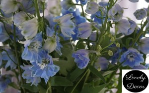 kwiaty niebieski ostróżka 
